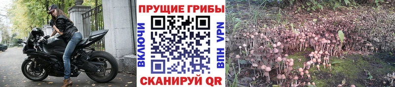 мега как войти Нарткала Псилоцибиновые грибы мицелий